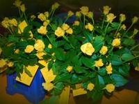 11 juli